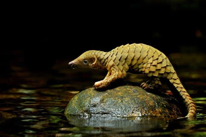 Kitulgala White-Water Rafting & Makandawa Rainforest Day Tour photo 2