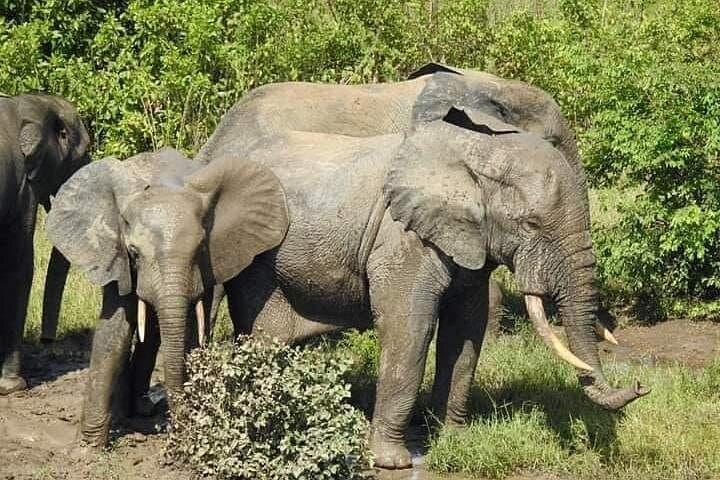 Close-Up Elephant Safari at Mole National Park — 2-Day Jeep & Walking Safari from Tamale