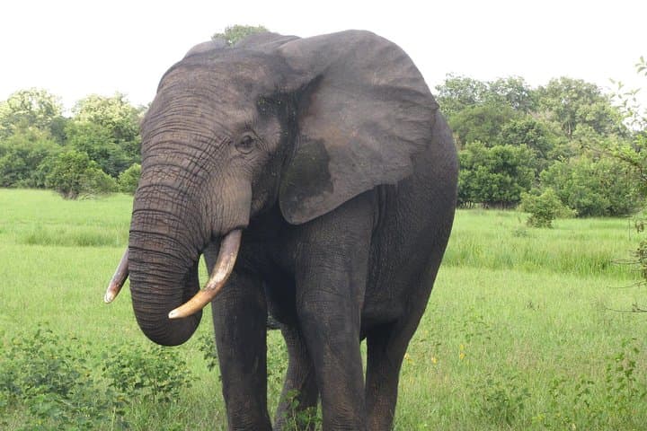 Day Safari from Tamale to Mole National Park — Game Drives, Village Walks & Canoe Safari photo 4