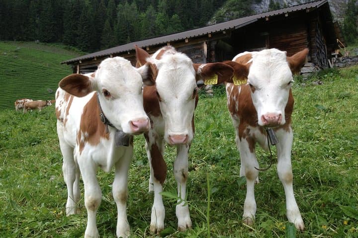 Private Interlaken & Jungfrau Day Tour — Customized Lake Brienz, Lauterbrunnen & Waterfalls photo 6