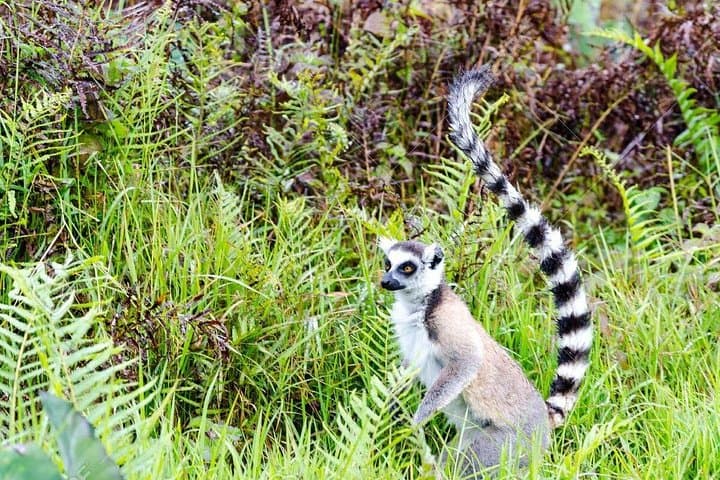 Analamazaotra & Ankanin'ny Nofy: A 5-Day Lemur and Palmarium Adventure photo 2