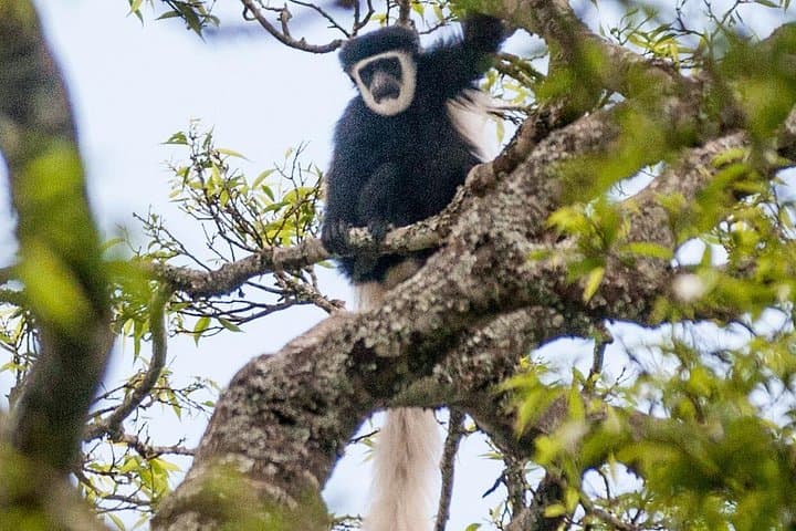 Arusha National Park Day Trip — Wildlife, Ngurdoto Crater & Mount Meru Views