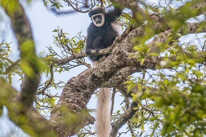 Arusha National Park Day Trip — Wildlife, Ngurdoto Crater & Mount Meru Views photo 2