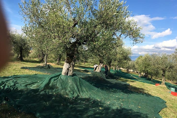 EVO Tour & Tasting at the Olive Tree of Macciano — Umbrian Farm Visit and Oil Tasting photo 4
