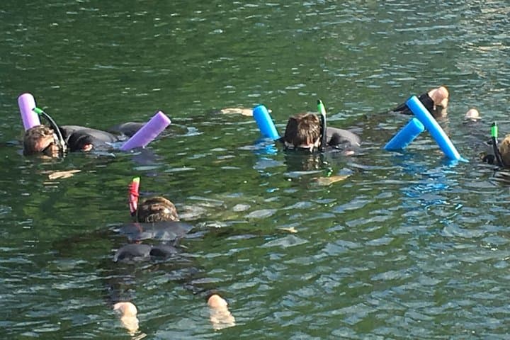 Swim with Wild Manatees and Explore Florida’s Crystal River Wildlife photo 5