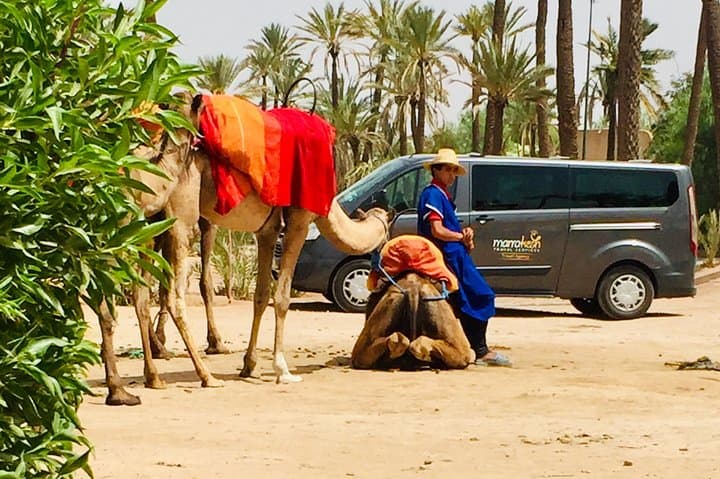 Palmeraie Adventure: Half-Day Camel Ride and Quad Biking in Marrakech