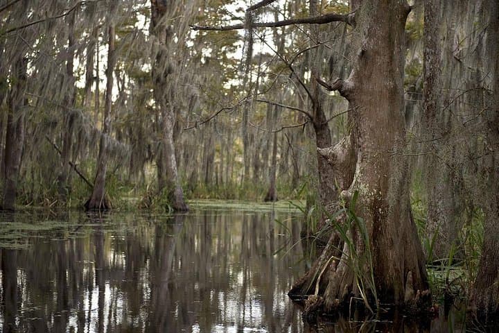 Private Airboat Ride from New Orleans — Door-to-Dock Swamp Tour photo 4