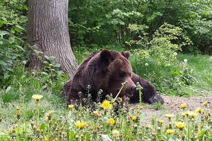 Visit Libearty Bear Sanctuary Zărnești: Guided Tour from Brașov