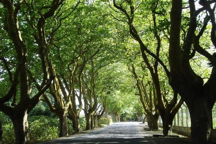 Half-Day West Coast Van Tour — Terceira Island Views & Cheese Tasting photo 5
