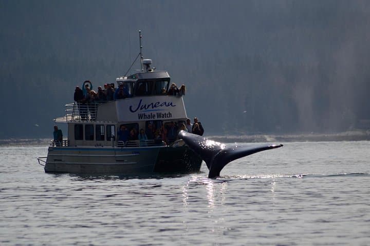 Juneau Whale Watching & Mendenhall Glacier Photo Stop — 3-Hour Tour photo 3