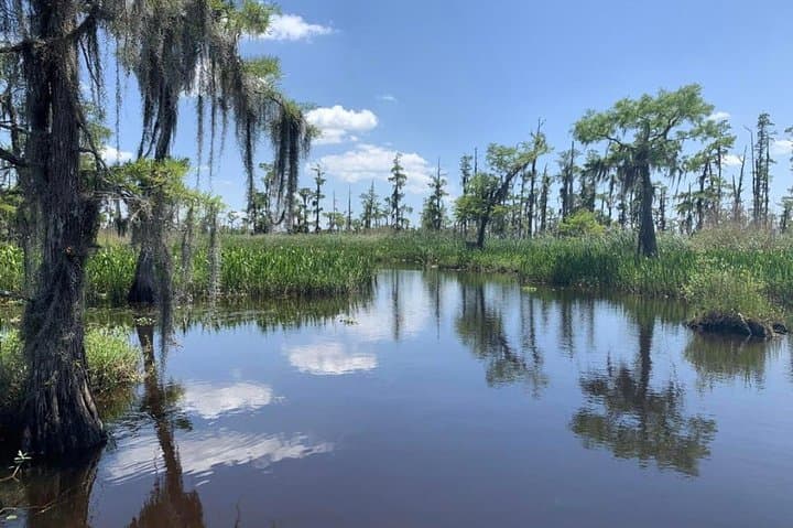 New Orleans Small-Group Airboat Swamp Tour: Marrero Airboat Adventure photo 4