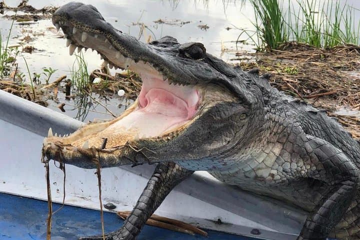New Orleans Small-Group Airboat Swamp Tour: Marrero Airboat Adventure