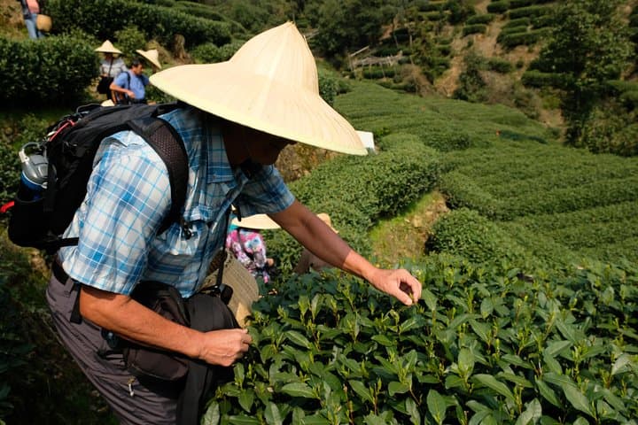 Hangzhou Dragon Well Tea Tour & West Lake Cruise — Private Day Trip photo 2