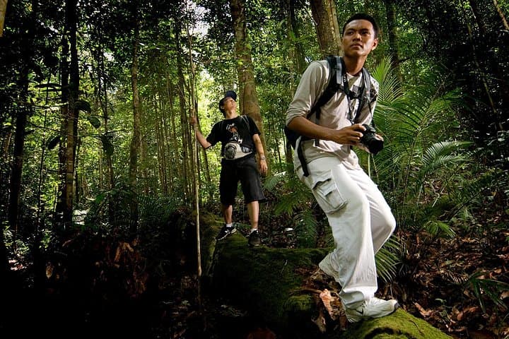 Semenggoh Wildlife Centre: Seeing Semi-Wild Orangutans Near Kuching photo 1
