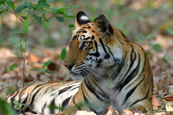 Central India Tiger Safari and Bhimbetka Caves: 12-Day Wildlife Expedition