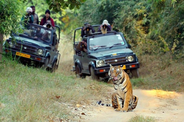 Central India Tiger Safari and Bhimbetka Caves: 12-Day Wildlife Expedition photo 2