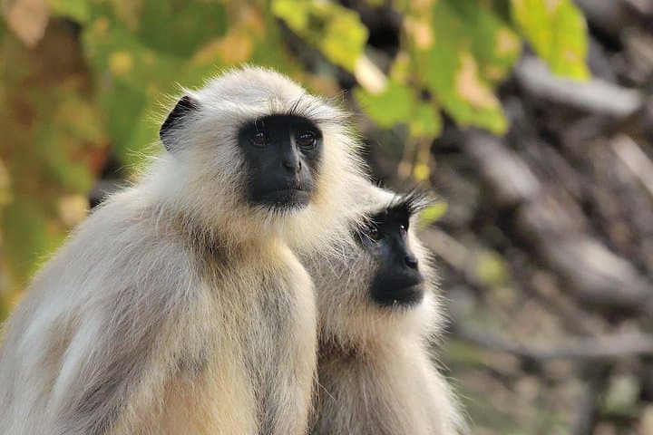 Central India Tiger Safari and Bhimbetka Caves: 12-Day Wildlife Expedition photo 4