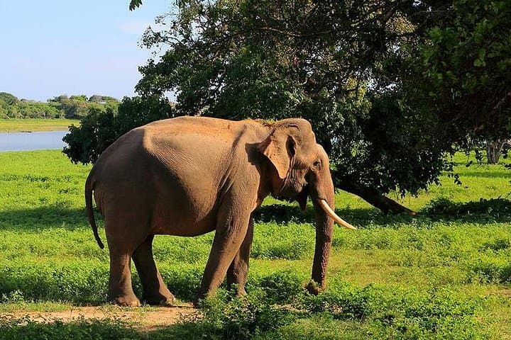 Private Safari at Yala National Park — Leopard & Wildlife Jeep Tour photo 4