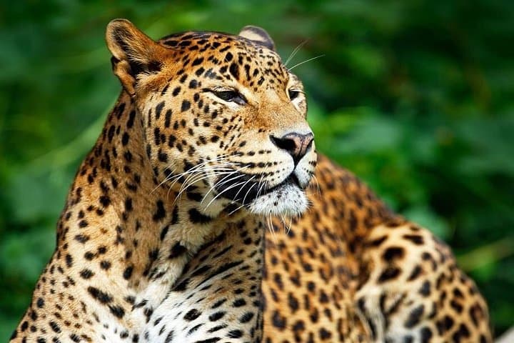 Private Safari at Yala National Park — Leopard & Wildlife Jeep Tour photo 2
