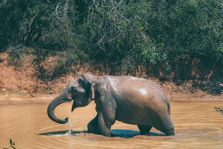 3-Day Yala Honeymoon Glamping & Leopard Safari at Leopard Nest photo 2