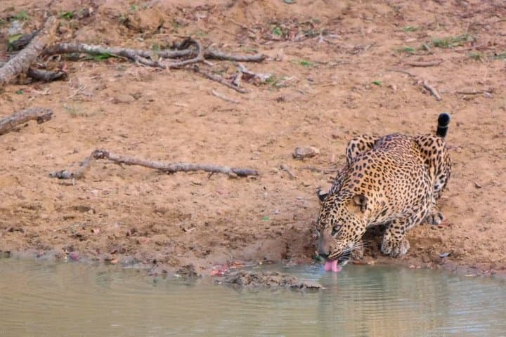 3-Day Yala Honeymoon Glamping & Leopard Safari at Leopard Nest photo 3