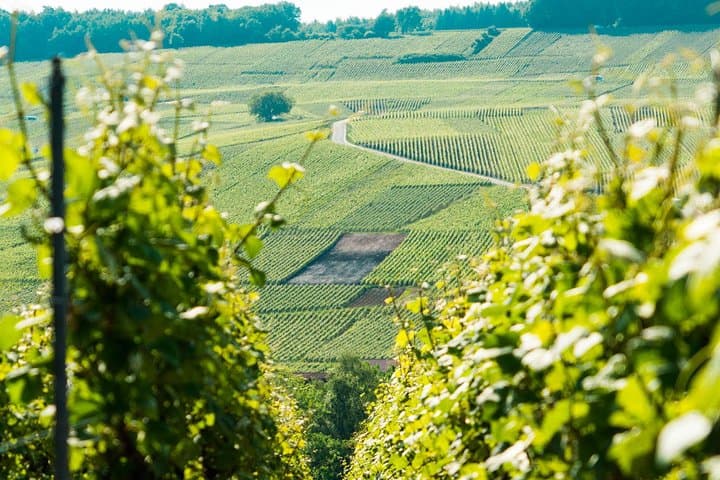 Champagne Day Trip from Paris — Reims, Vineyards & 6 Tastings
