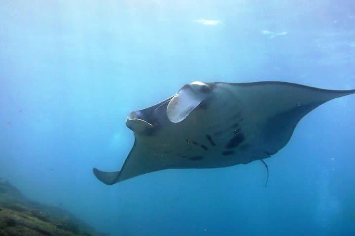 Nusa Penida Manta Point: Day Dives to See Manta Rays and Crystal Bay
