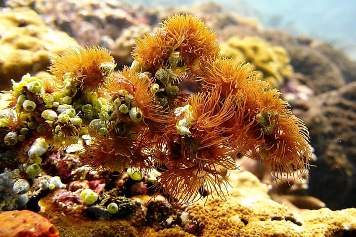 Padang Bai Scuba Diving: East Bali Boat Dives for Certified Divers photo 6
