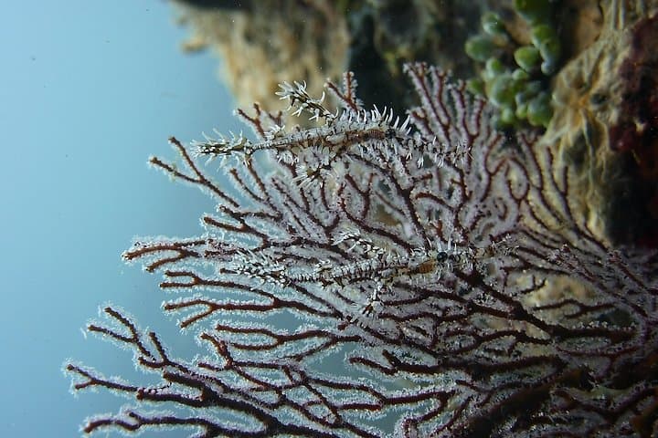 Try Scuba Diving at Tulamben Shipwreck — Introductory Dives on the USAT Liberty, Bali photo 6