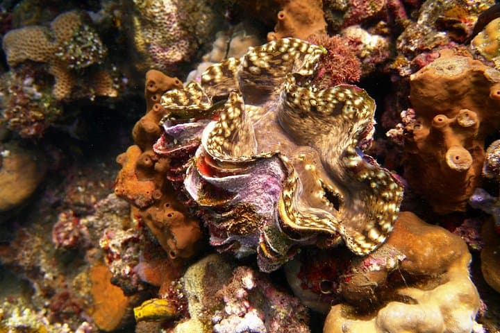 Try Scuba Diving at Tulamben Shipwreck — Introductory Dives on the USAT Liberty, Bali photo 5