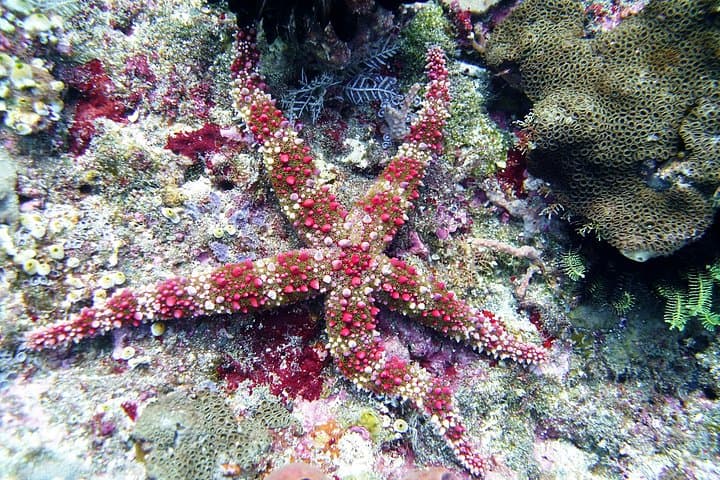 Snorkel the USAT Liberty Wreck at Tulamben: Guided Day Trip from Bali photo 3