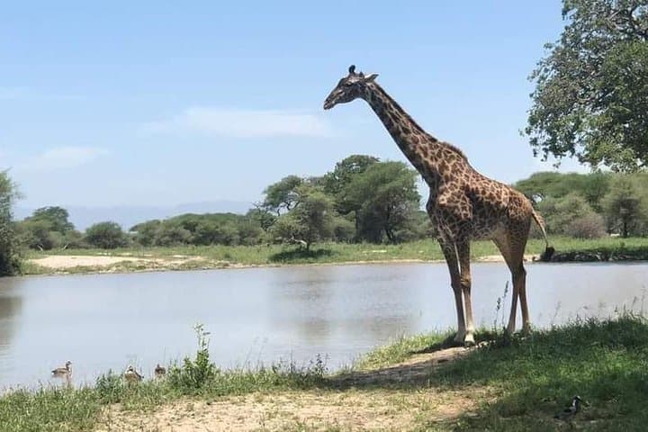 5-Day Amboseli & Tsavo Safari — Kilimanjaro Views, Big Four Wildlife, and Park-to-Park Game Drives