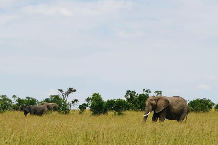 5-Day Amboseli & Tsavo Safari — Kilimanjaro Views, Big Four Wildlife, and Park-to-Park Game Drives photo 2