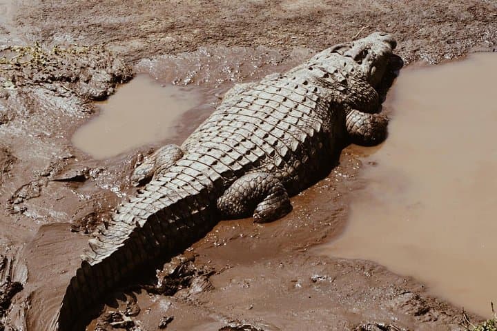 5-Day Amboseli & Tsavo Safari — Kilimanjaro Views, Big Four Wildlife, and Park-to-Park Game Drives photo 3