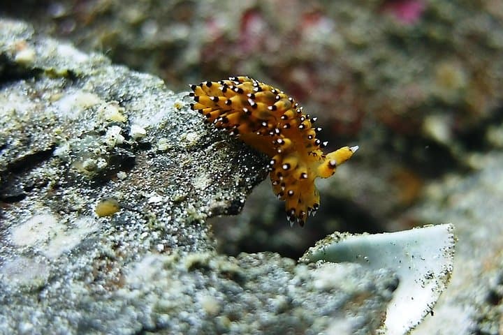 Tulamben USS Liberty Scuba Diving: Shore Dives for Certified Divers photo 5