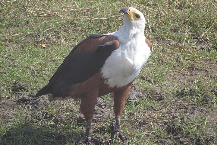 Mosi-oa-Tunya Birding Safari: Early Morning & Afternoon Tours in Livingstone