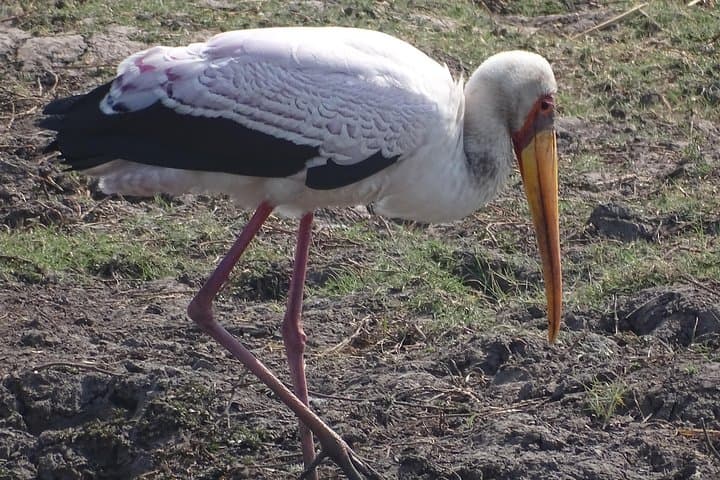 Mosi-oa-Tunya Birding Safari: Early Morning & Afternoon Tours in Livingstone photo 2