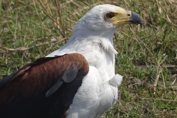 Mosi-oa-Tunya Birding Safari: Early Morning & Afternoon Tours in Livingstone photo 3