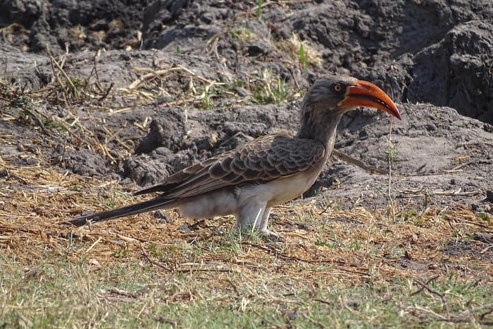 Mosi-oa-Tunya Birding Safari: Early Morning & Afternoon Tours in Livingstone photo 4