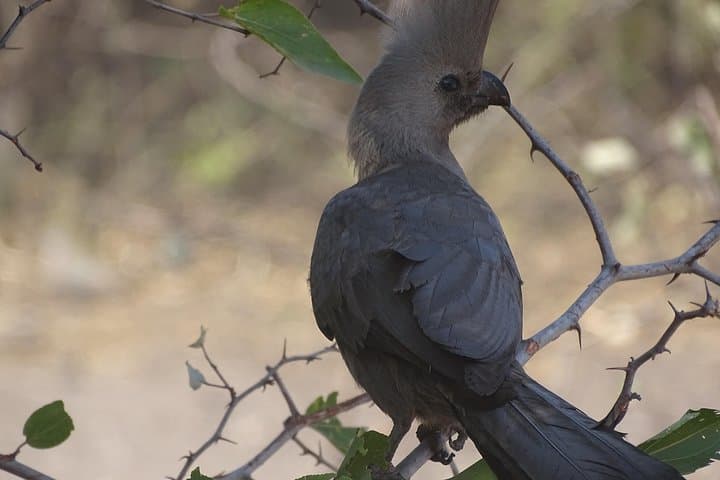 Mosi-oa-Tunya Birding Safari: Early Morning & Afternoon Tours in Livingstone photo 5