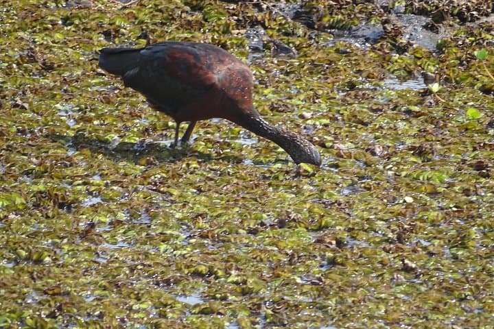 Mosi-oa-Tunya Birding Safari: Early Morning & Afternoon Tours in Livingstone photo 6