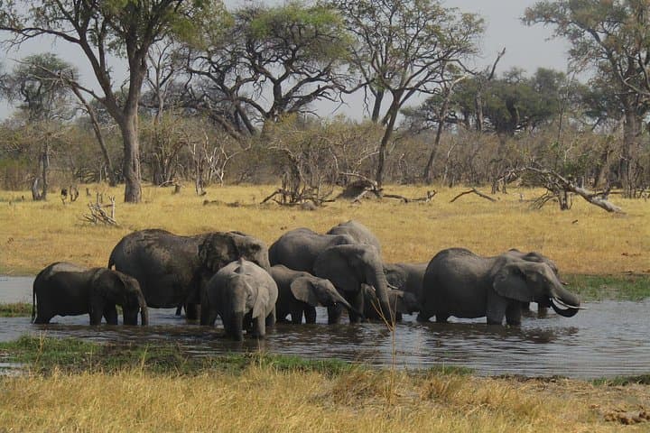 Chobe to Savute 4-Day Safari: Elephants, Lions & Bush Camping photo 2