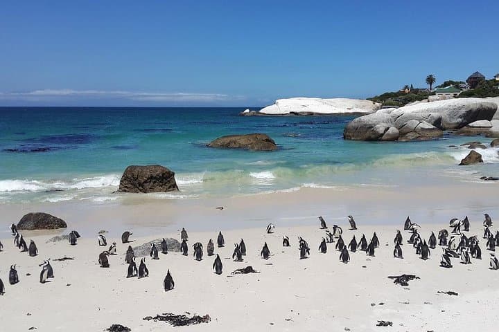 Cape Peninsula Day Tour: Chapman’s Peak, Cape Point & Boulders Beach Penguins