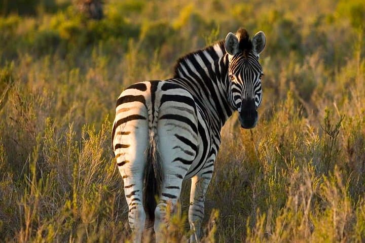 Plettenberg Bay Game Reserve 2-Hour Safari: Big 5 Game Drive on the Garden Route
