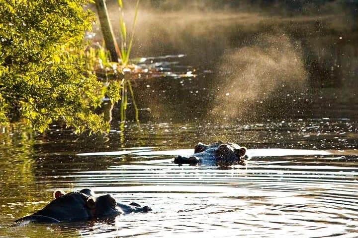 Plettenberg Bay Game Reserve 2-Hour Safari: Big 5 Game Drive on the Garden Route photo 2