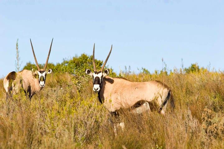 Plettenberg Bay Game Reserve 2-Hour Safari: Big 5 Game Drive on the Garden Route photo 3