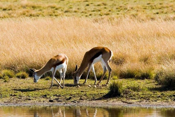 Plettenberg Bay Game Reserve 2-Hour Safari: Big 5 Game Drive on the Garden Route photo 4