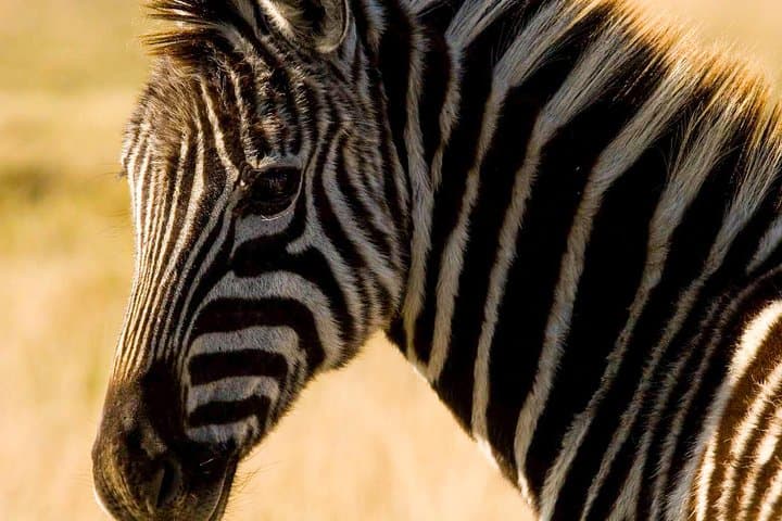 Plettenberg Bay Game Reserve 2-Hour Safari: Big 5 Game Drive on the Garden Route photo 5