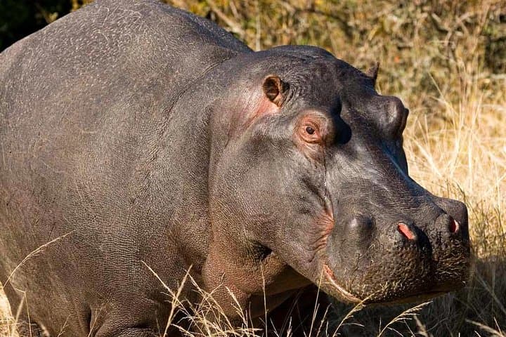 Plettenberg Bay Game Reserve 2-Hour Safari: Big 5 Game Drive on the Garden Route photo 6