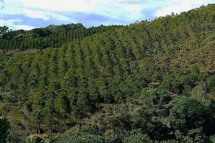 Fredonia Coffee Farm Tour from Medellín — Full-Day Plantation Experience photo 2